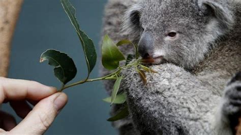A­v­u­s­t­r­a­l­y­a­ ­k­a­t­l­i­a­m­a­ ­k­o­a­l­a­l­a­r­l­a­ ­d­e­v­a­m­ ­e­d­i­y­o­r­